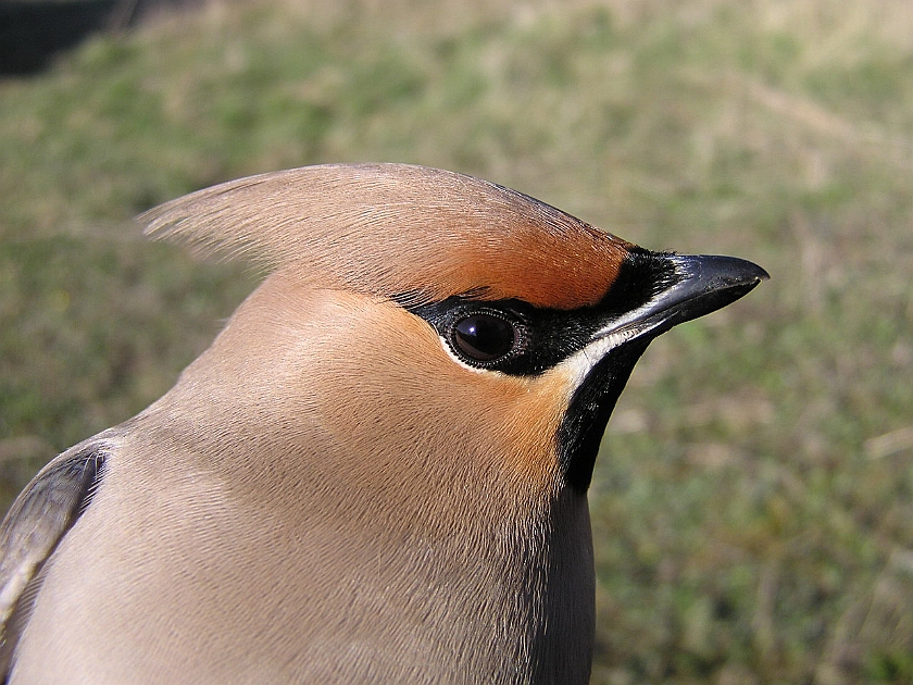 Bohemian Waxwing, Sundre 20050513